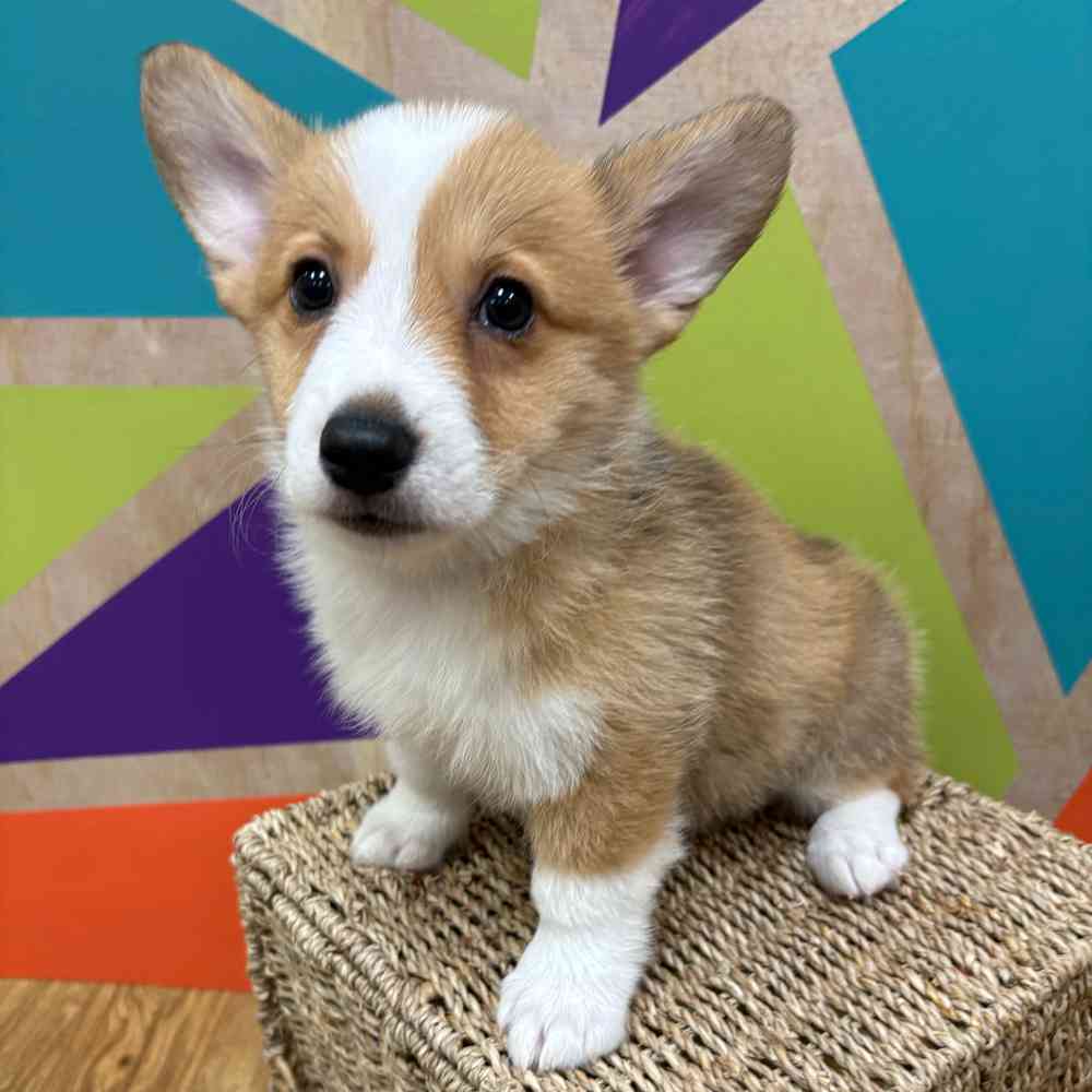 carousel pet images