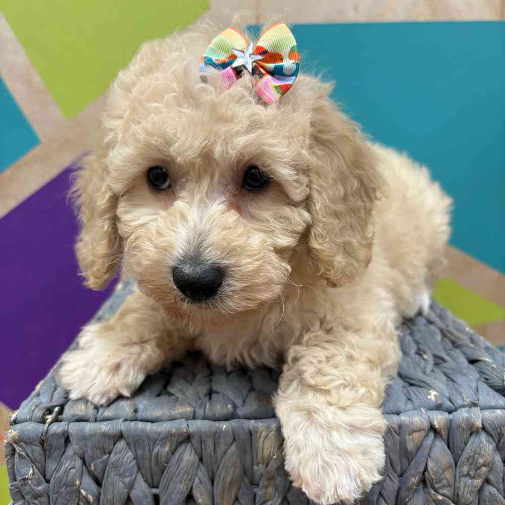 carousel pet images