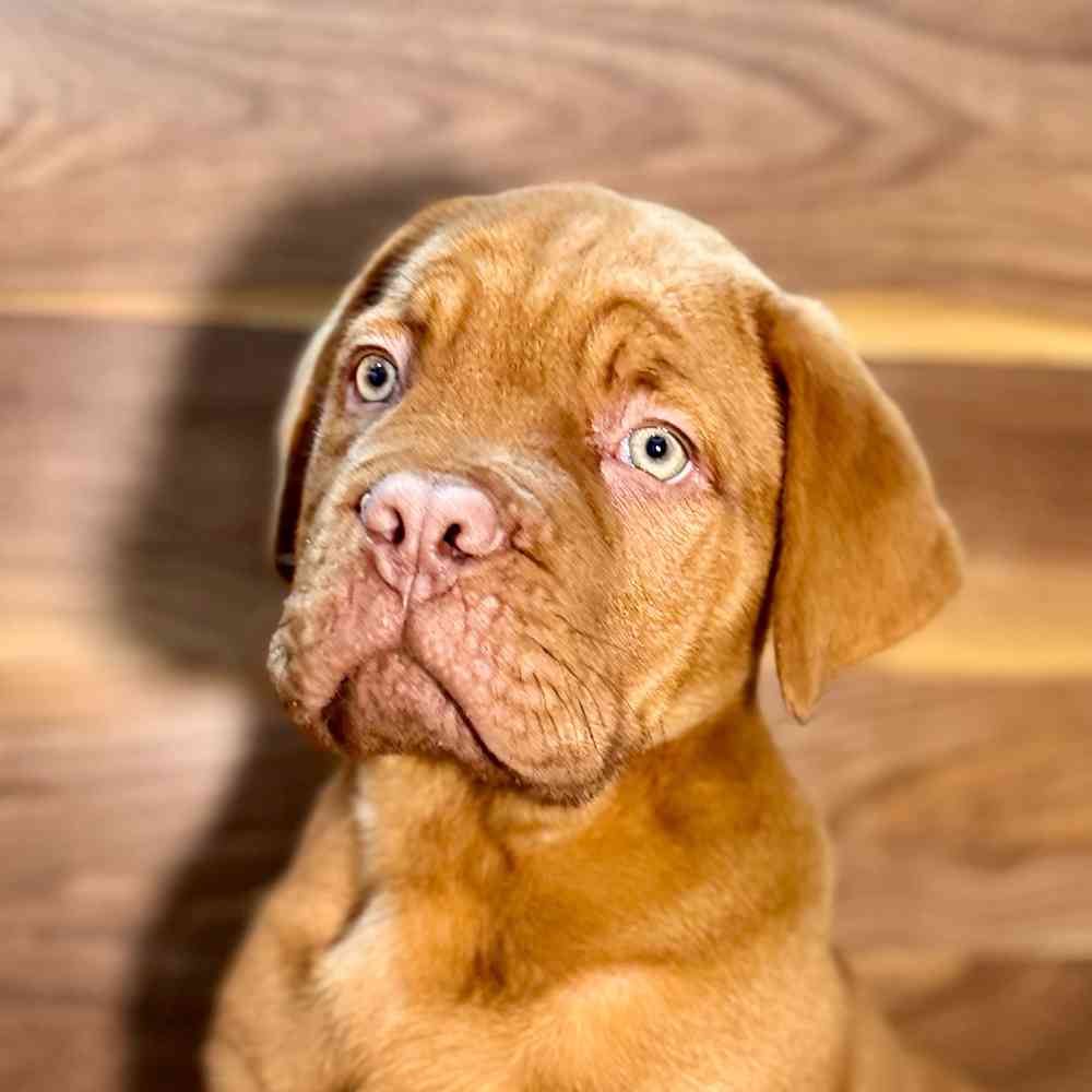 Image of a pet breed in the gallery