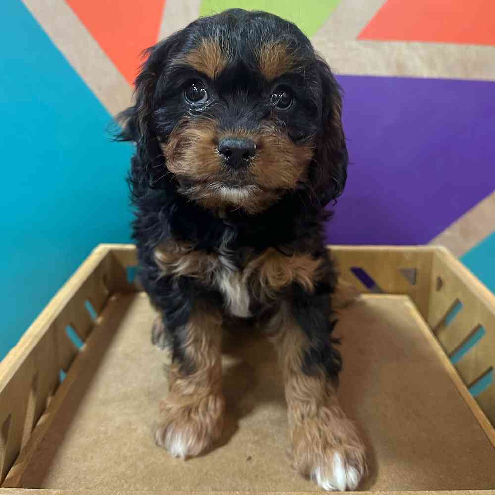 carousel pet images