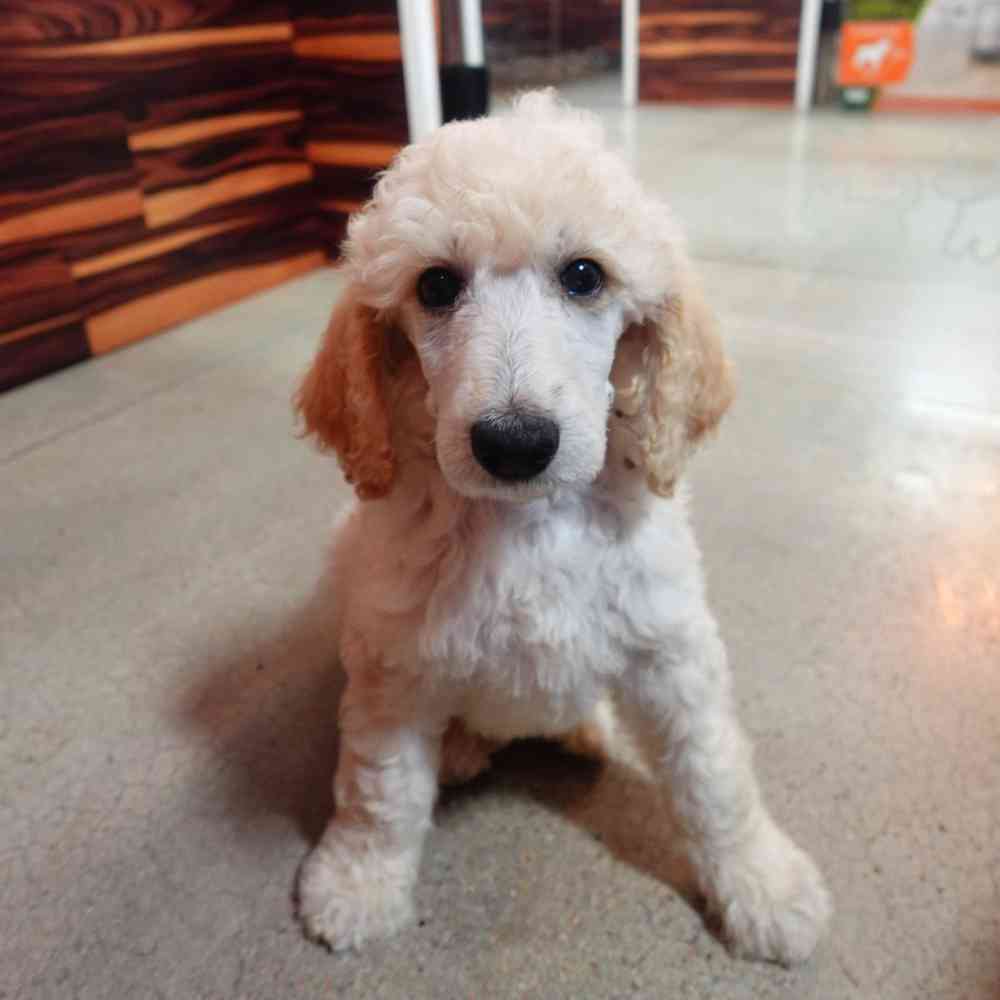 carousel pet images