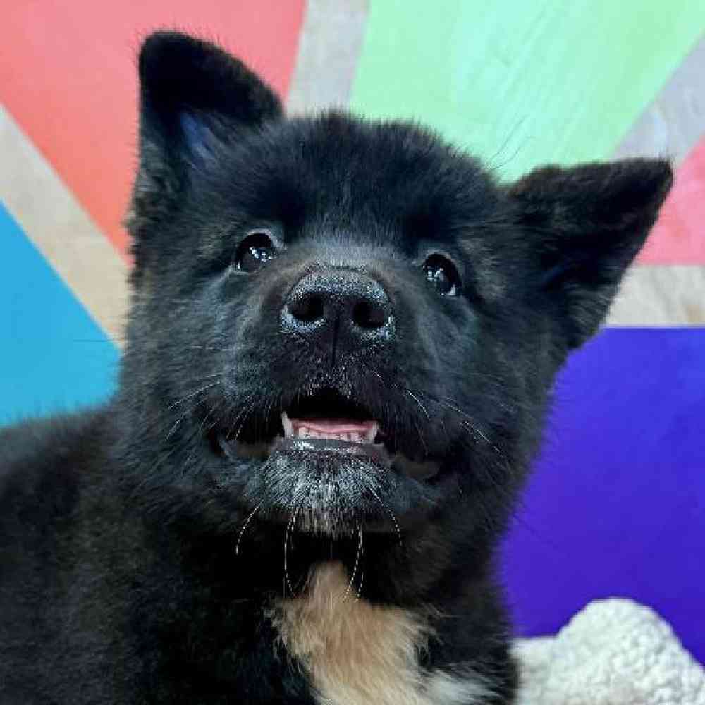 Image of a pet breed in the gallery