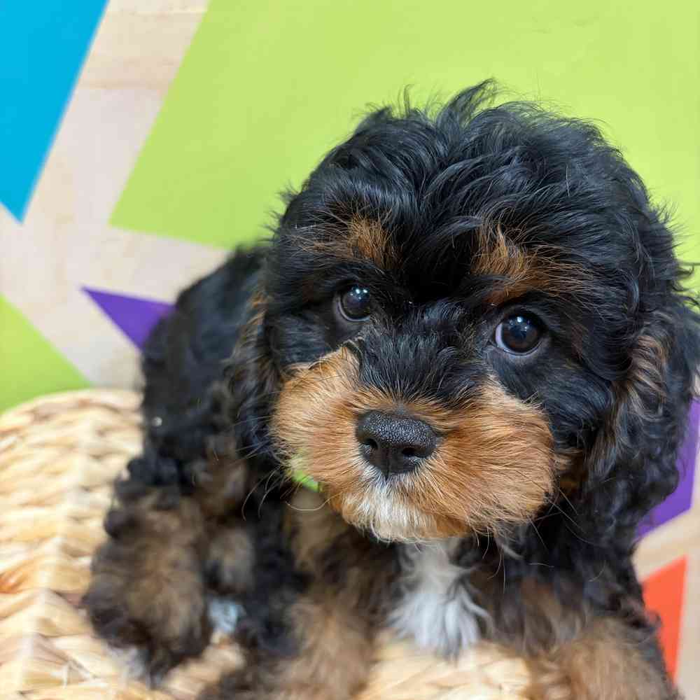 carousel pet images