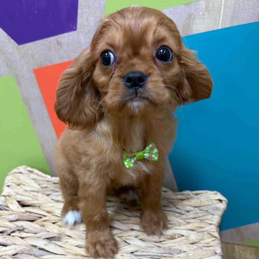 carousel pet images