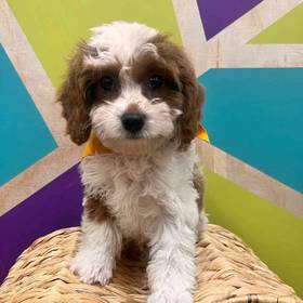 Cavapoo