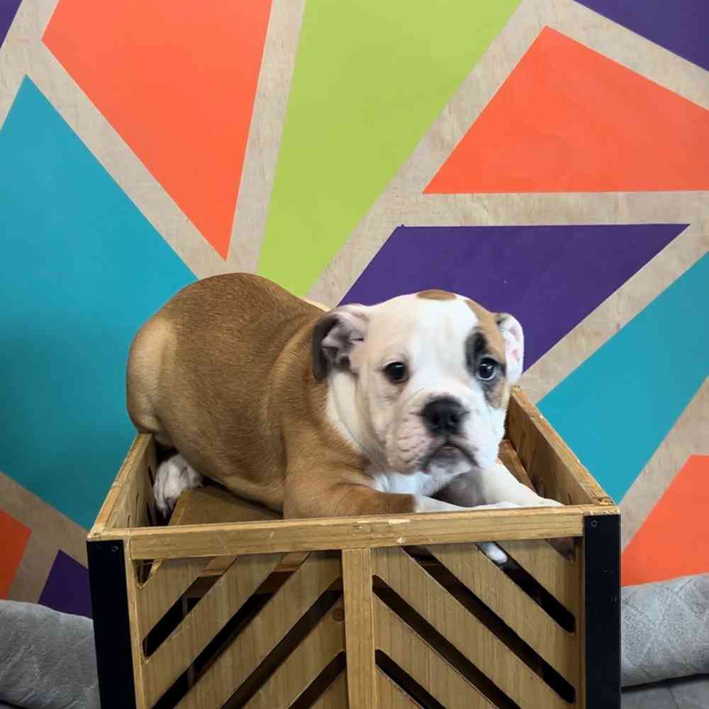 carousel pet images
