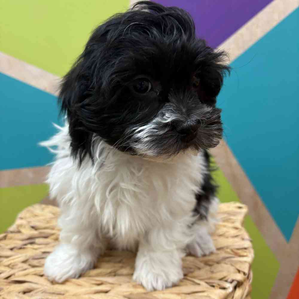 carousel pet images