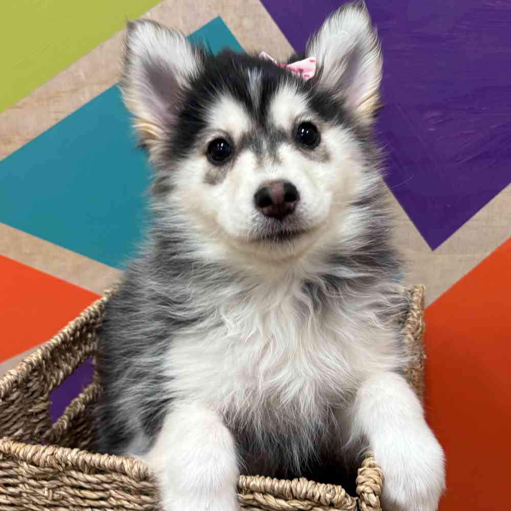 carousel pet images
