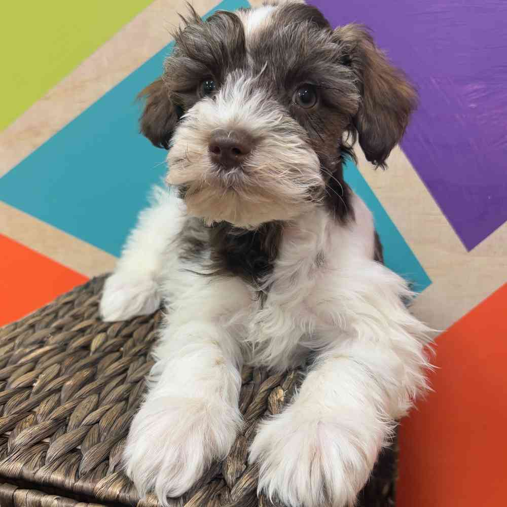 carousel pet images