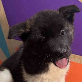 Akita