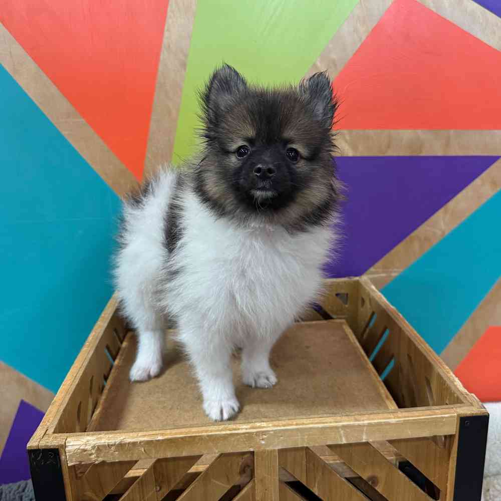 carousel pet images
