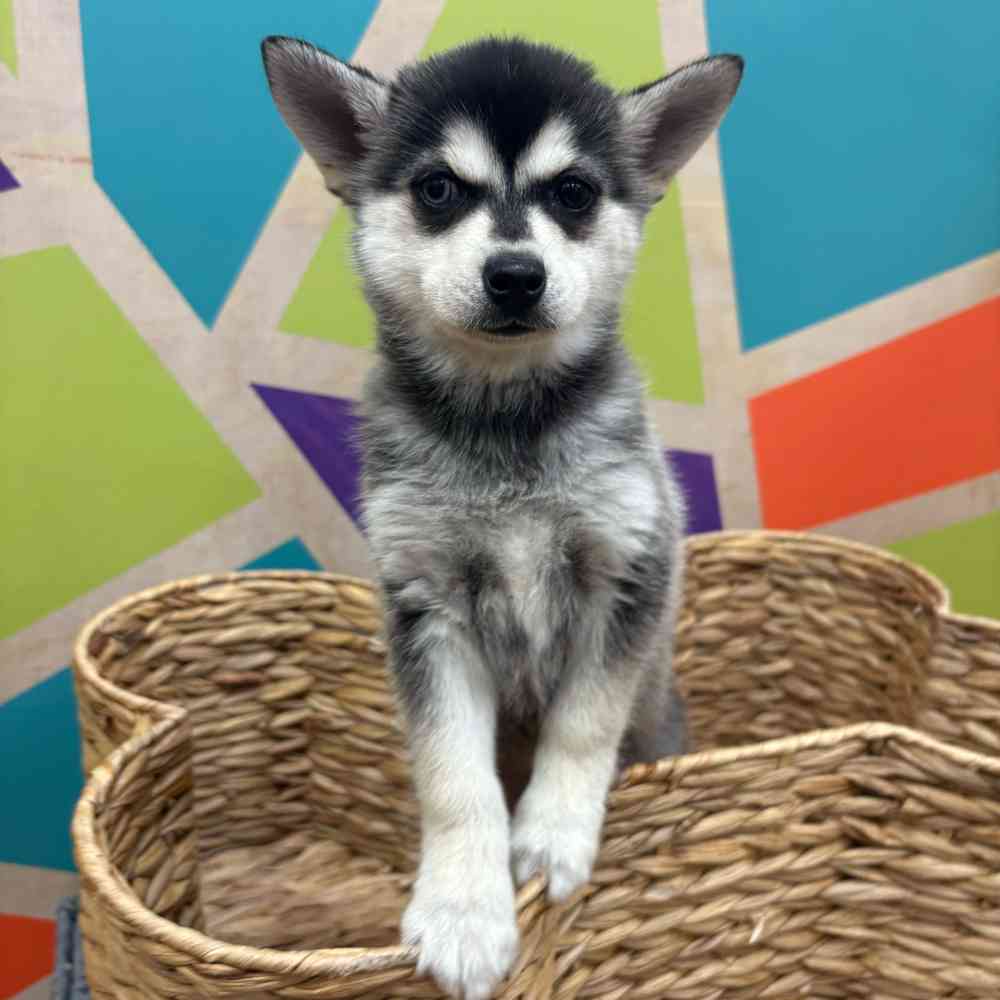 carousel pet images