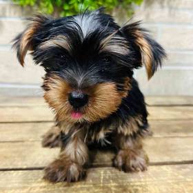 Yorkie