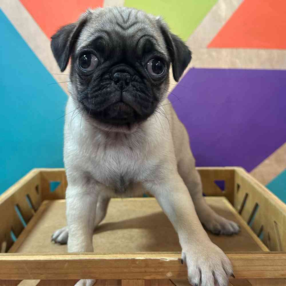 carousel pet images