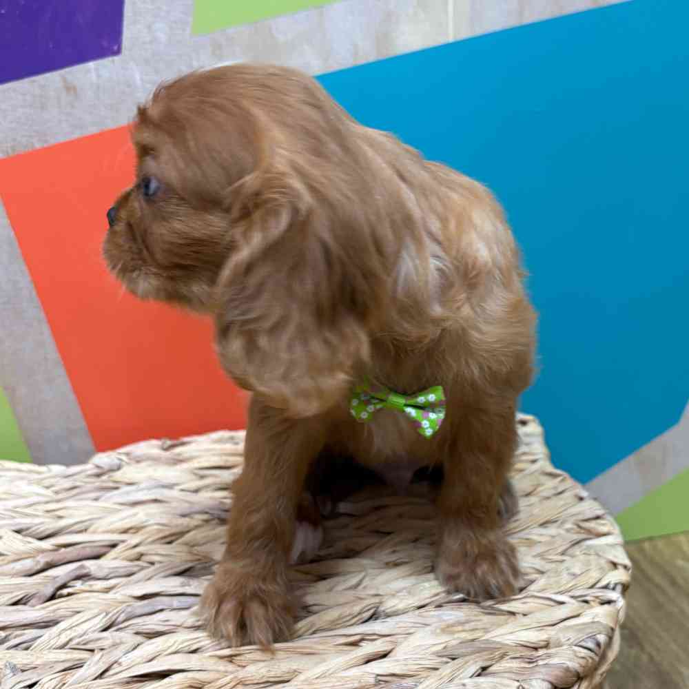 carousel pet images