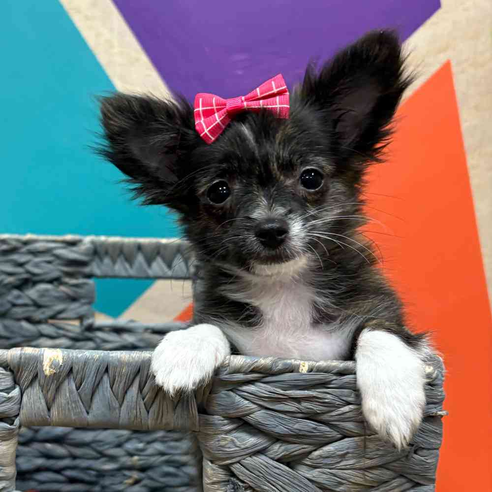 Female Chihuahua Puppy for sale Petland Wichita West