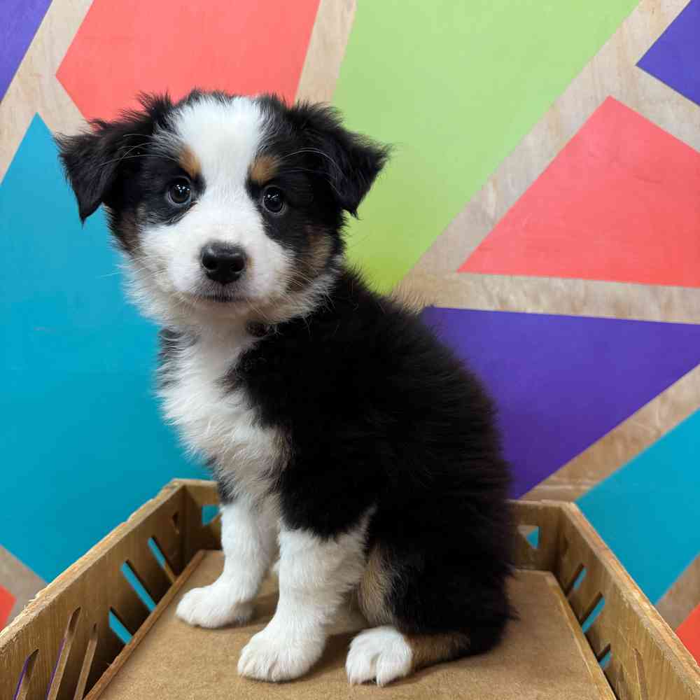 carousel pet images