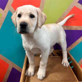 Labrador Retriever