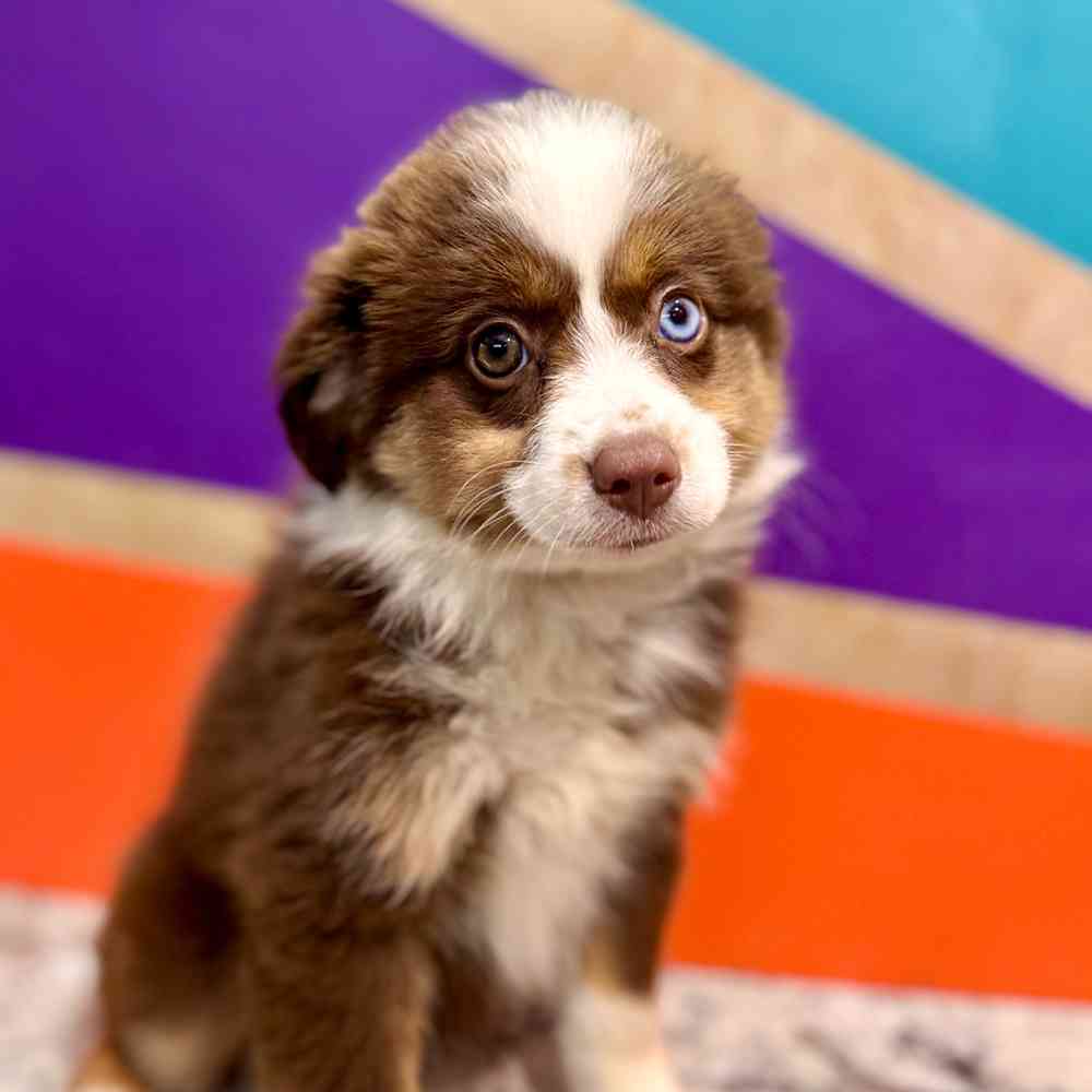 carousel pet images