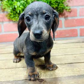 Dachshund
