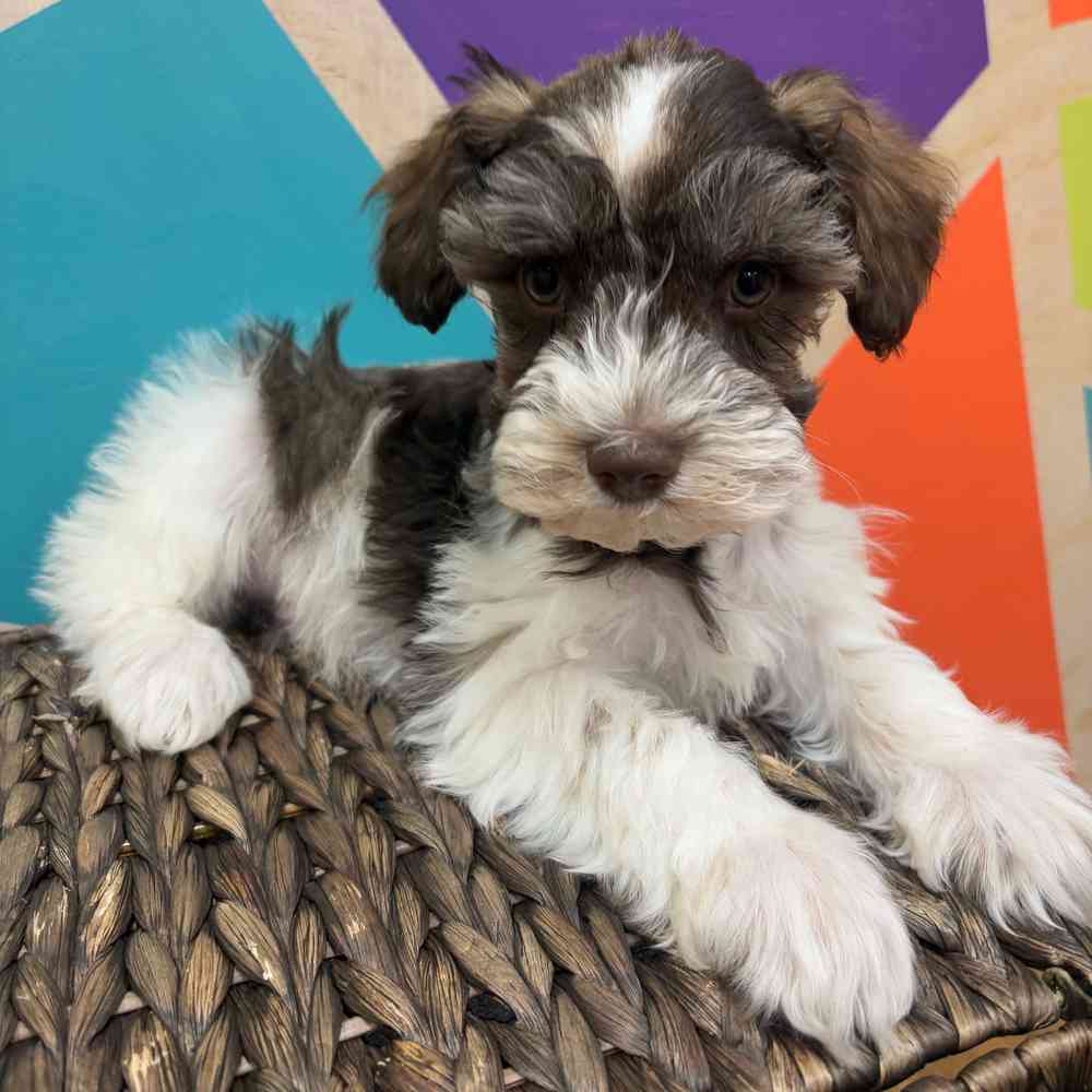 carousel pet images