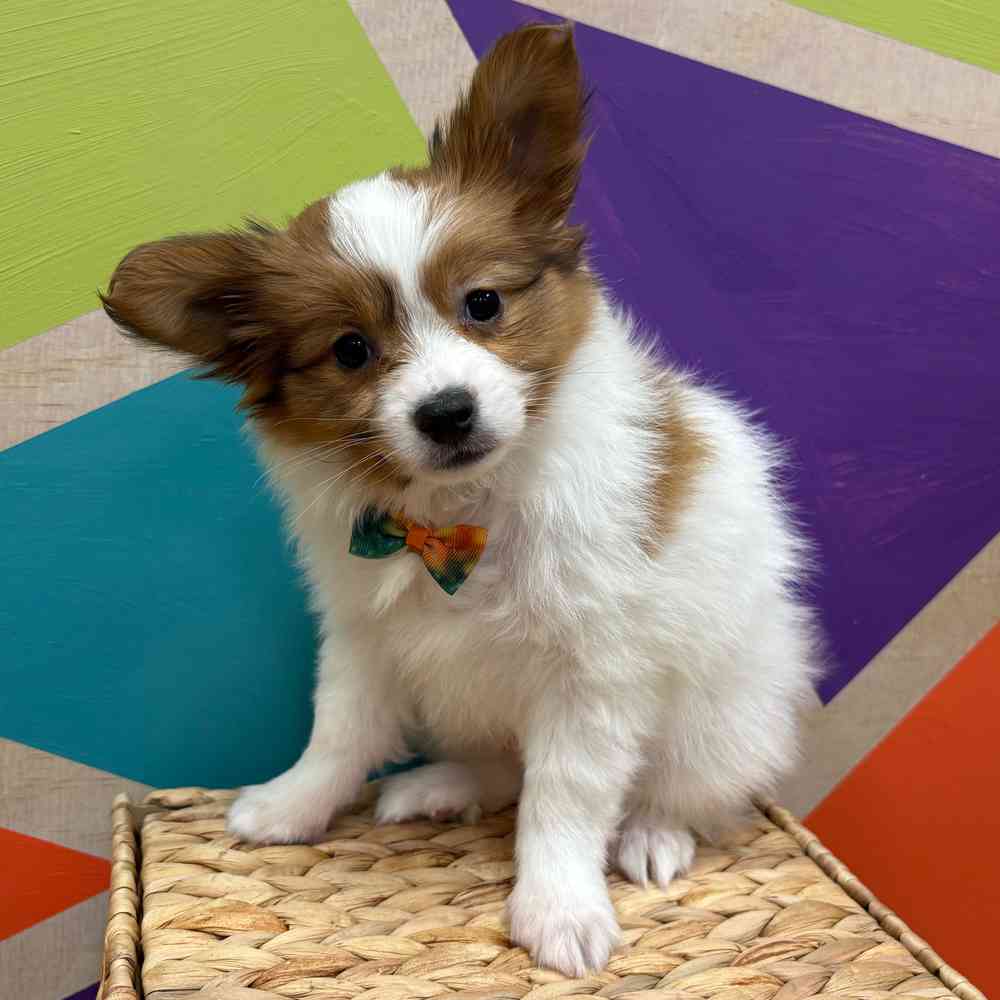 carousel pet images