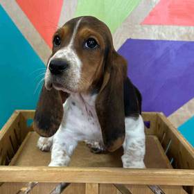 Basset Hound