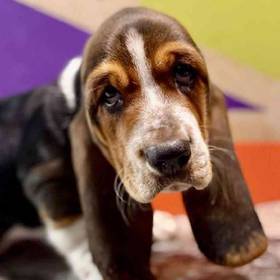 Basset Hound