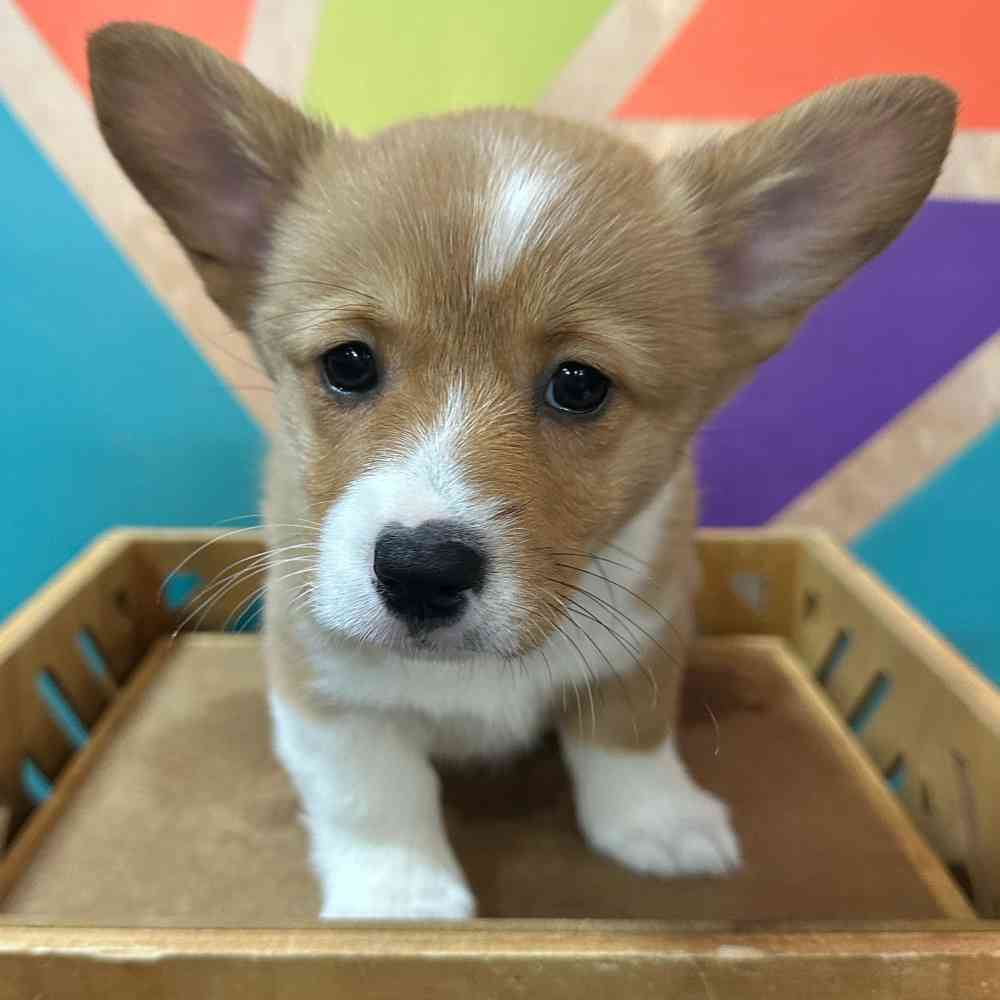 carousel pet images