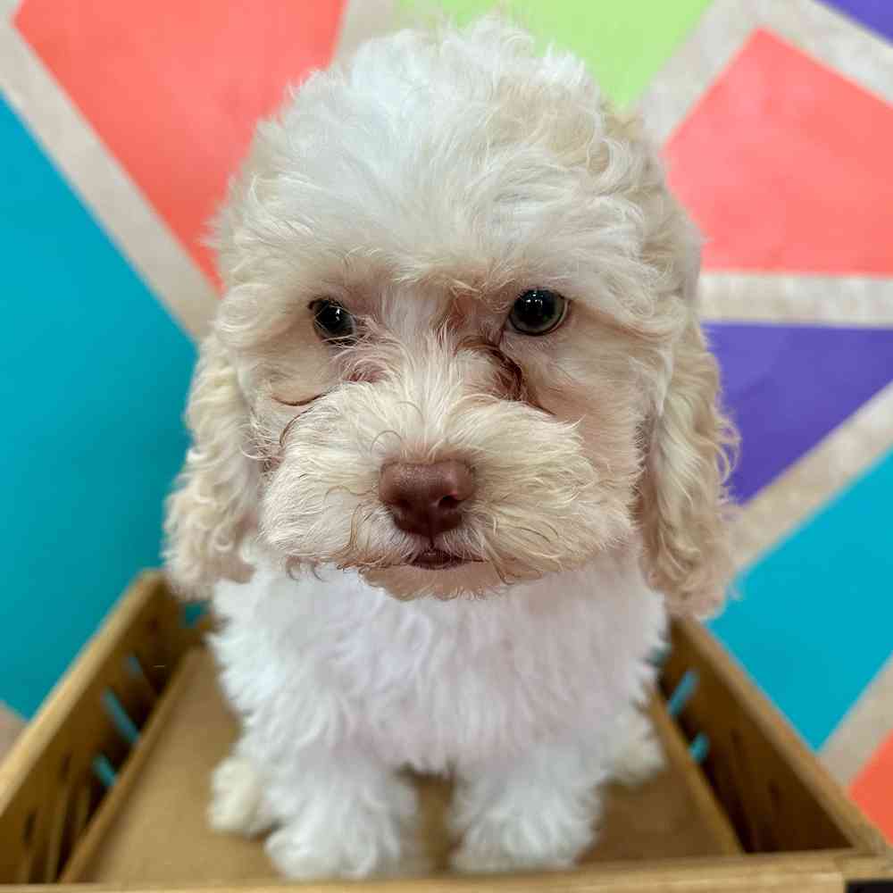 carousel pet images