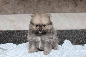 Pomeranian