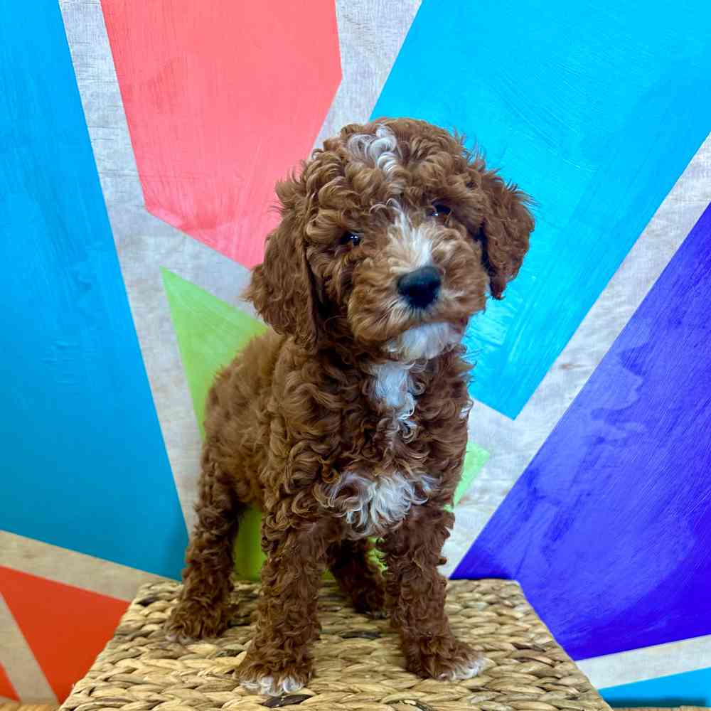 Image of a pet breed in the gallery