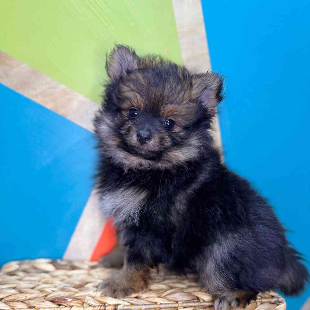 carousel pet images