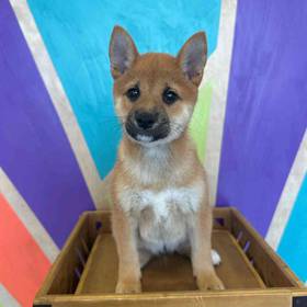Shiba Inu
