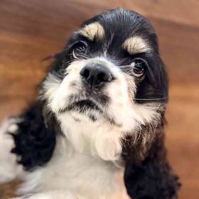 Cocker Spaniel