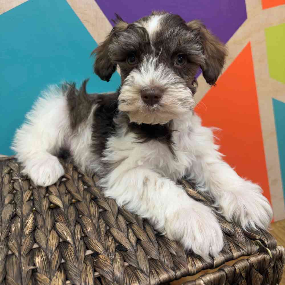 carousel pet images