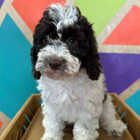 Cockapoo