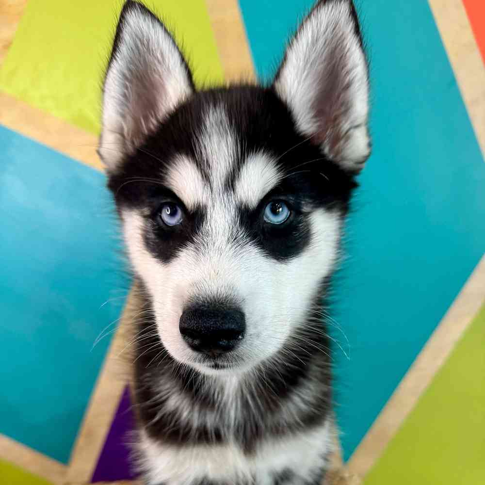 carousel pet images