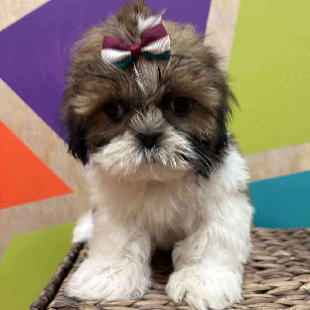 carousel pet images