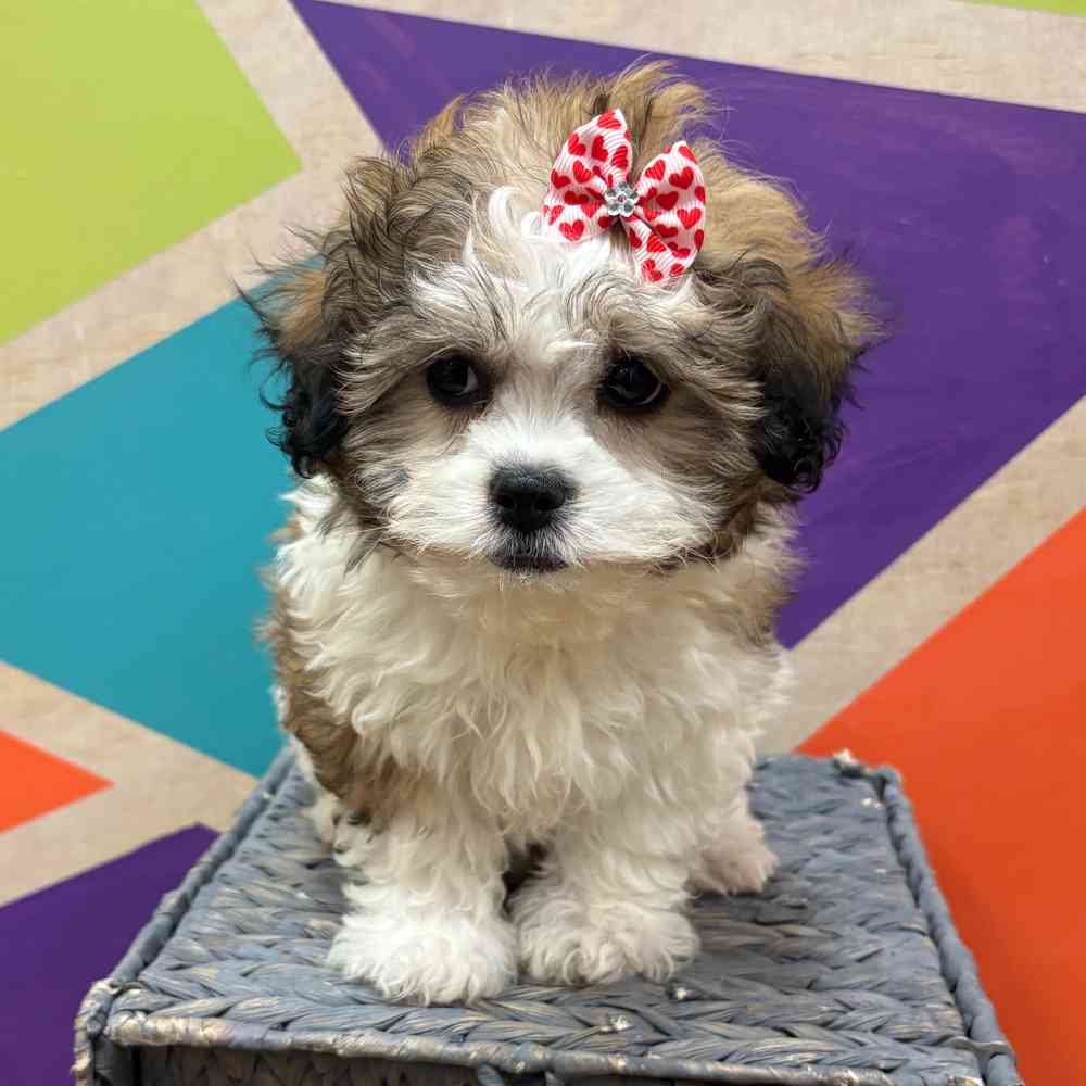 carousel pet images