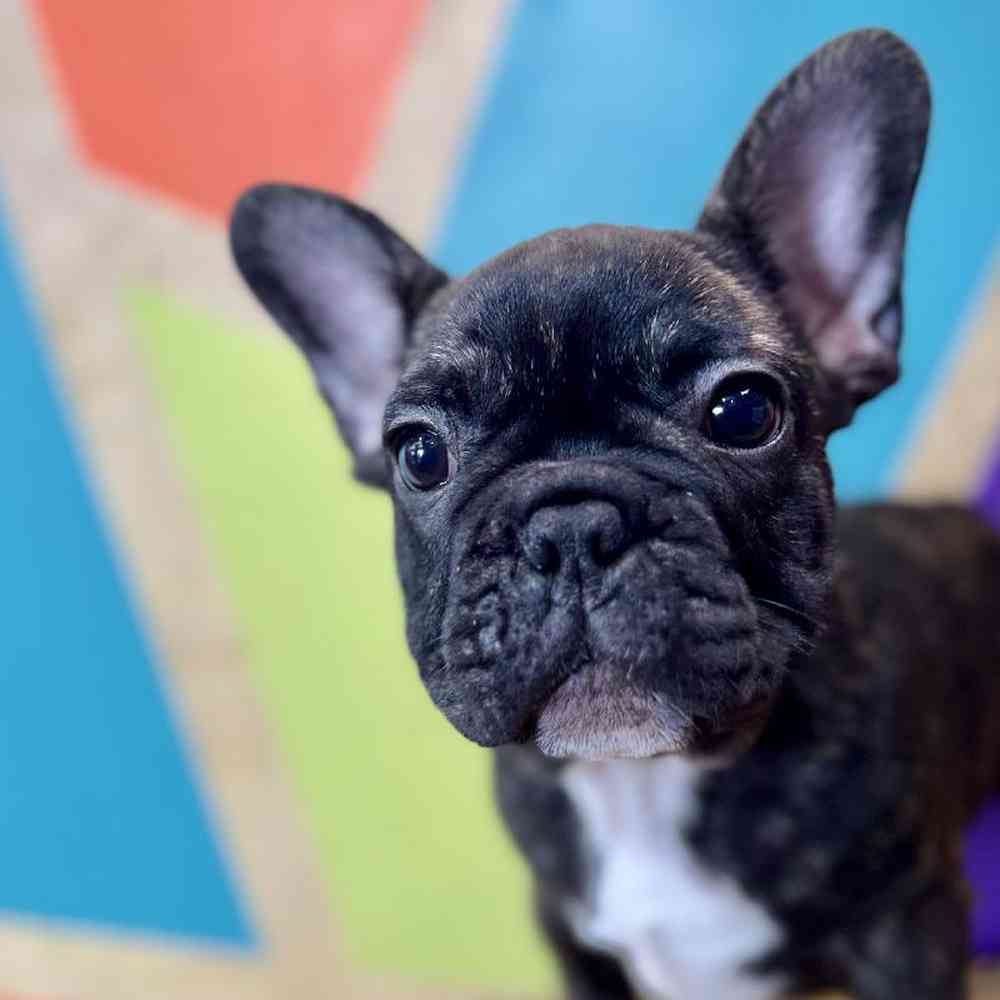pet breed image