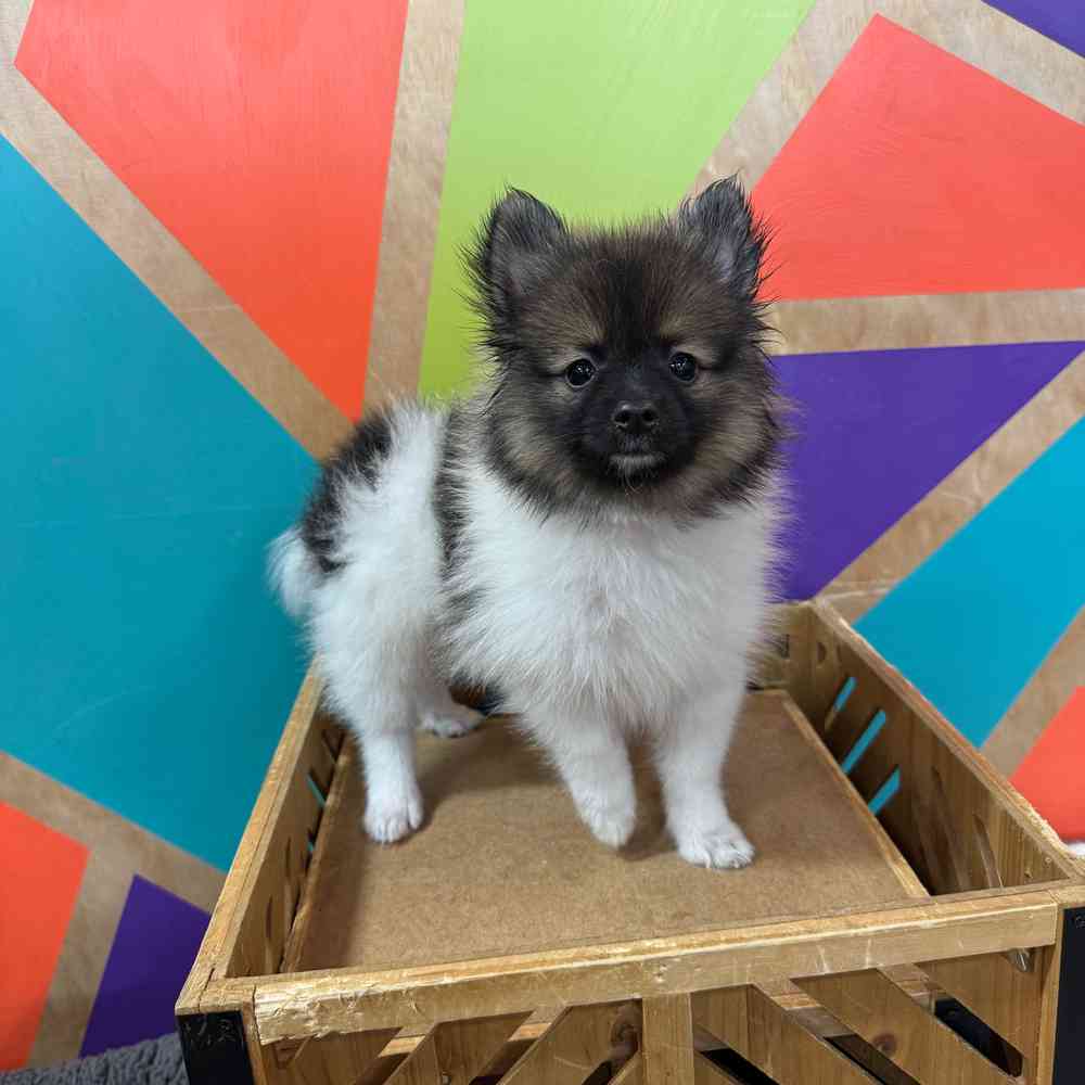 carousel pet images