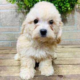 Bichon-Poodle
