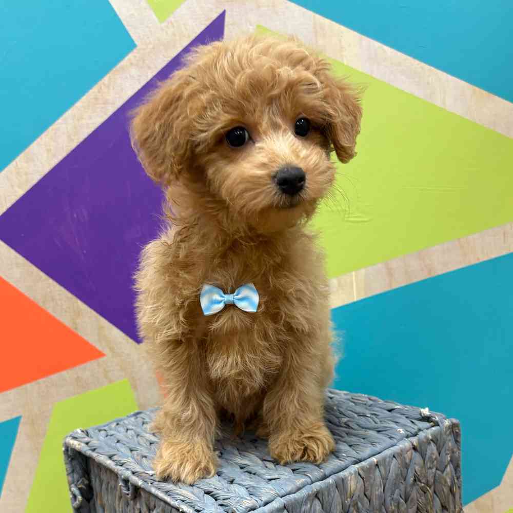 Image of a pet breed in the gallery