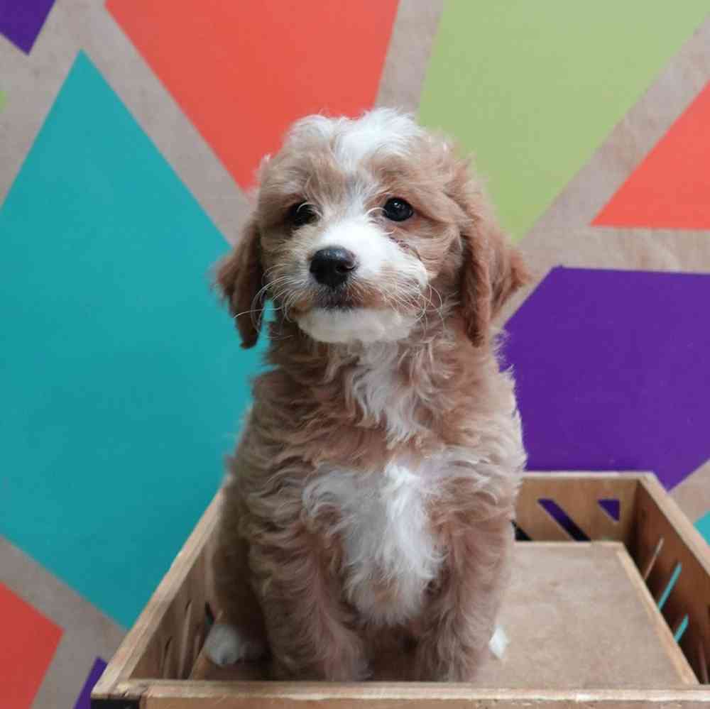 carousel pet images