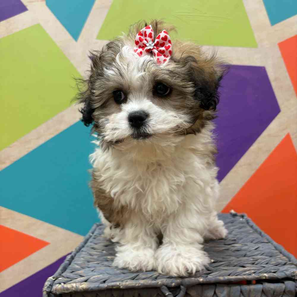 carousel pet images