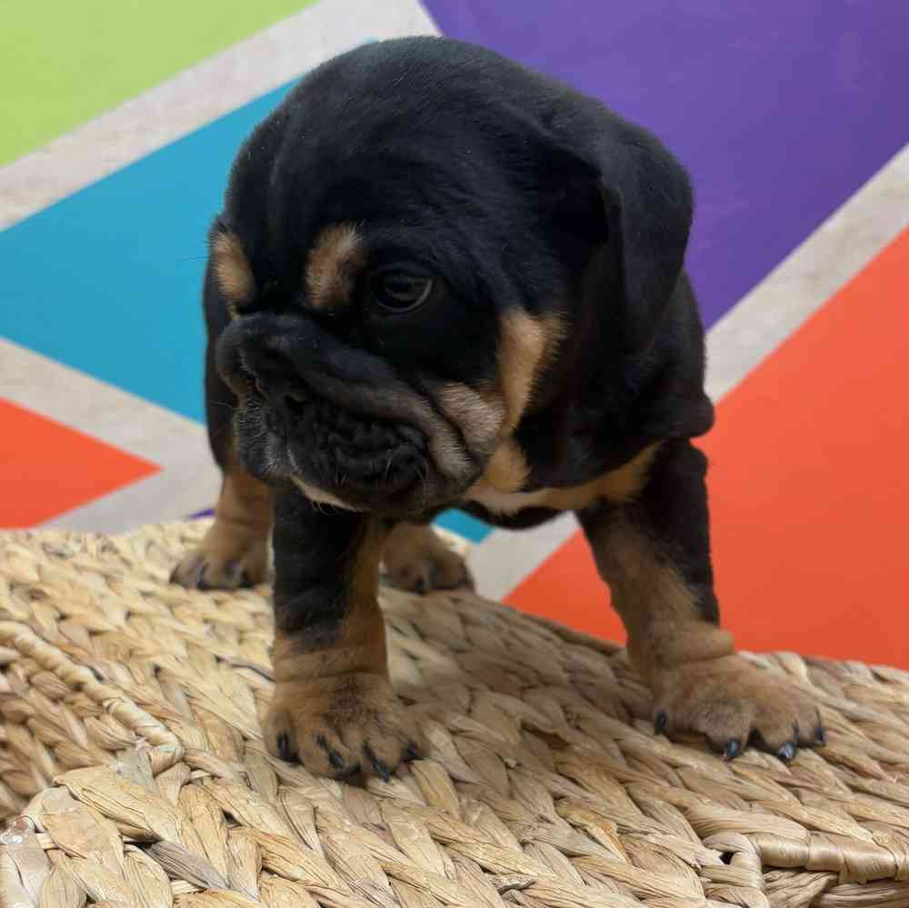 carousel pet images
