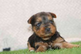 Yorkie