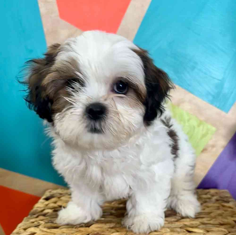 carousel pet images