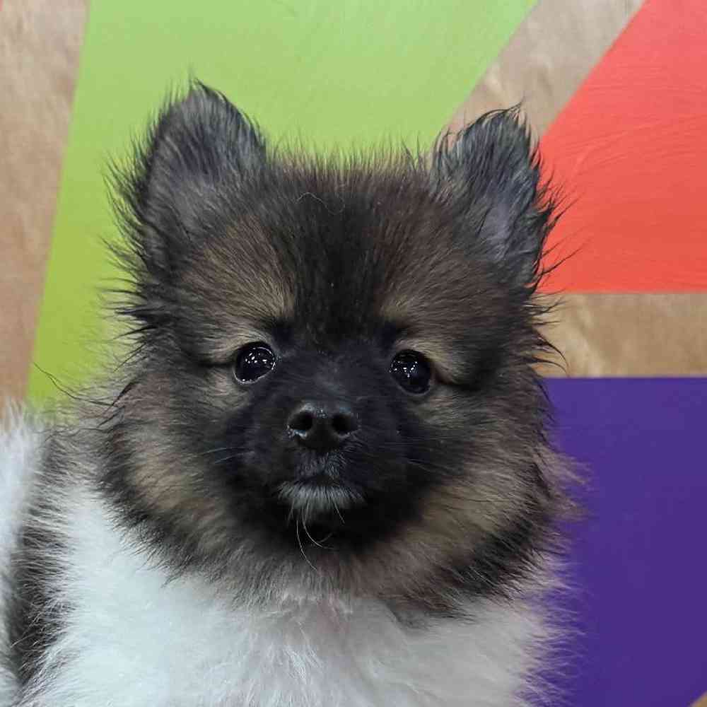carousel pet images